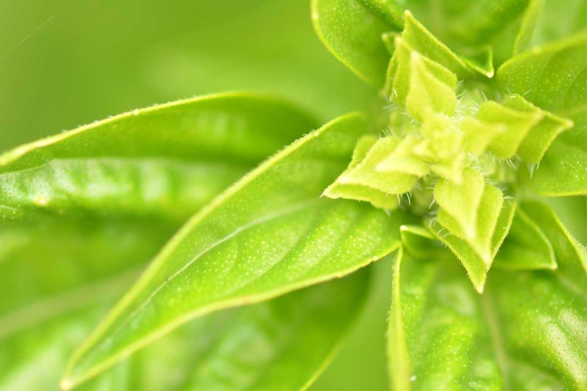 Basil Leaves Turning Yellow? (Reasons and Solutions)