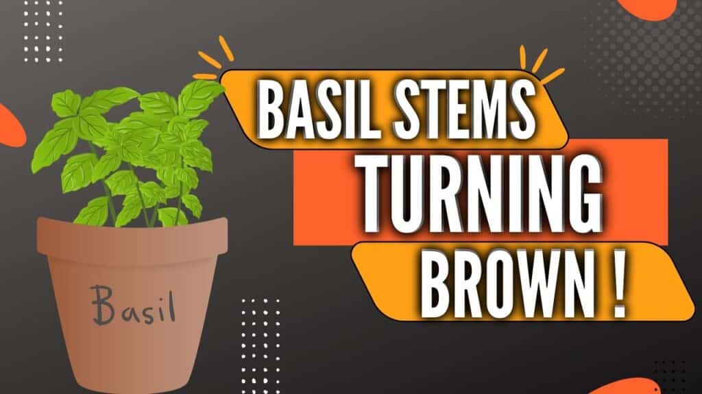 Basil Stems Turning Brown