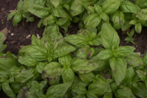 Why Does Basil Turn Black After Washing