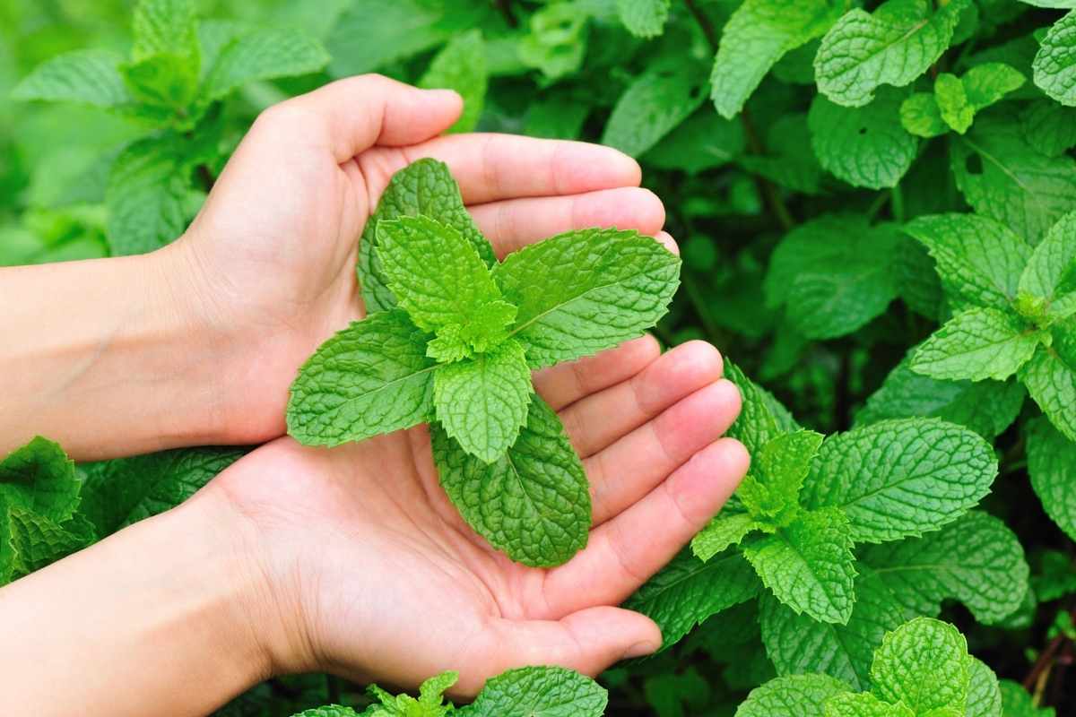 Mint Plant Covered in Snow