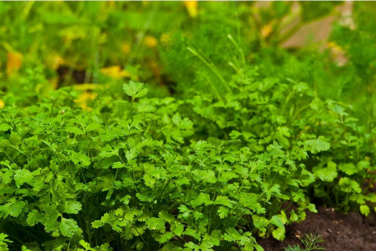 How Much Cold Can Parsley Tolerate? (Find Out Here) 2023