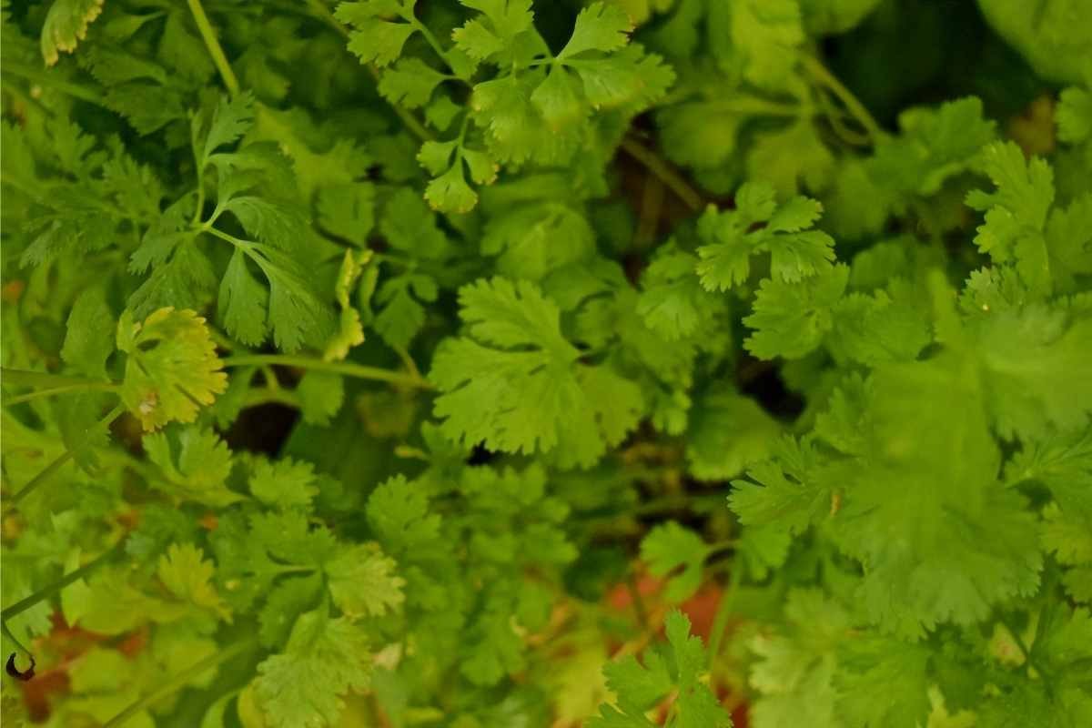 is-cilantro-a-perennial-explained-2023