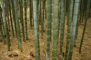 Are Coffee Grounds Good For Bamboo Plants?