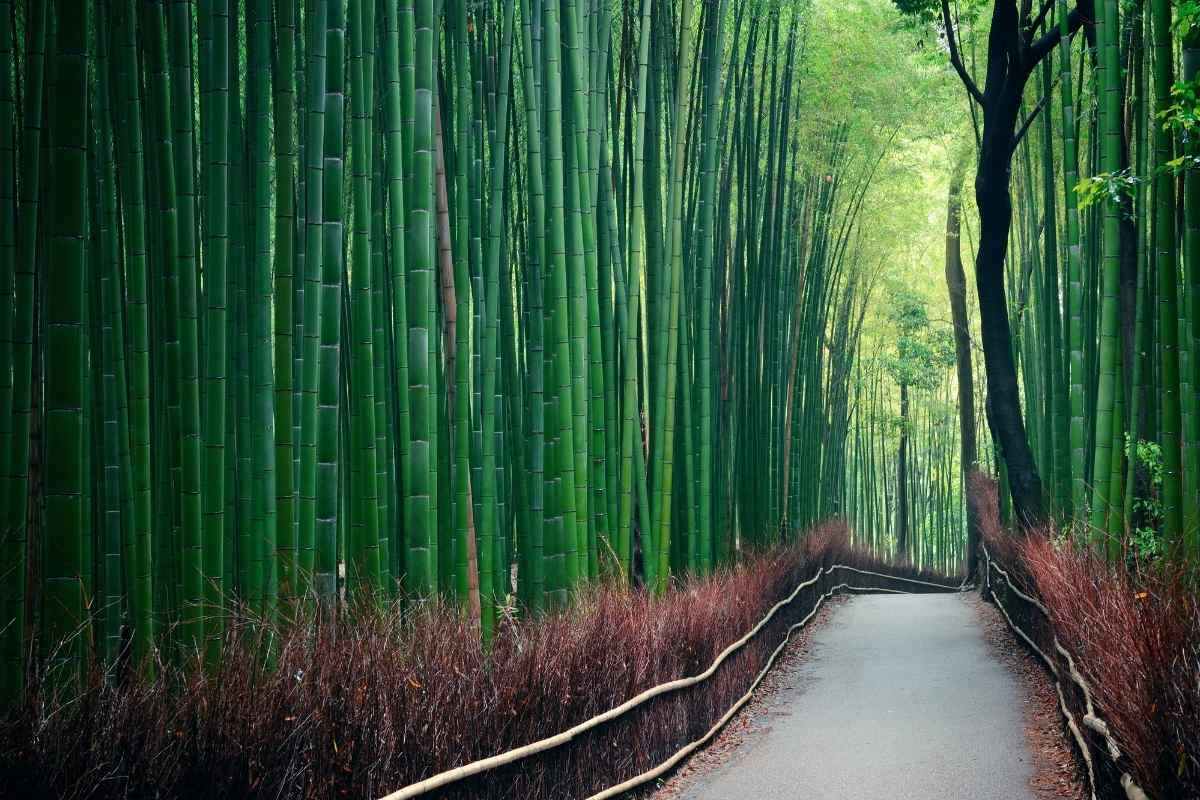 Does Bamboo Attract Bugs