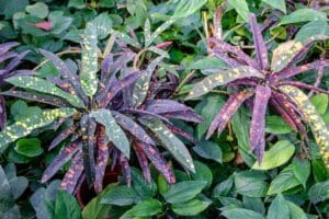 How Much Sun Does A Croton Plant Need?