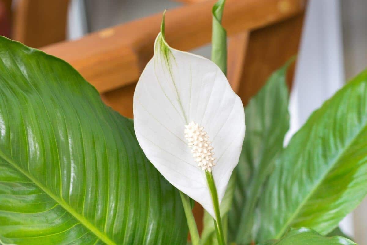 How Often To Water Peace Lily