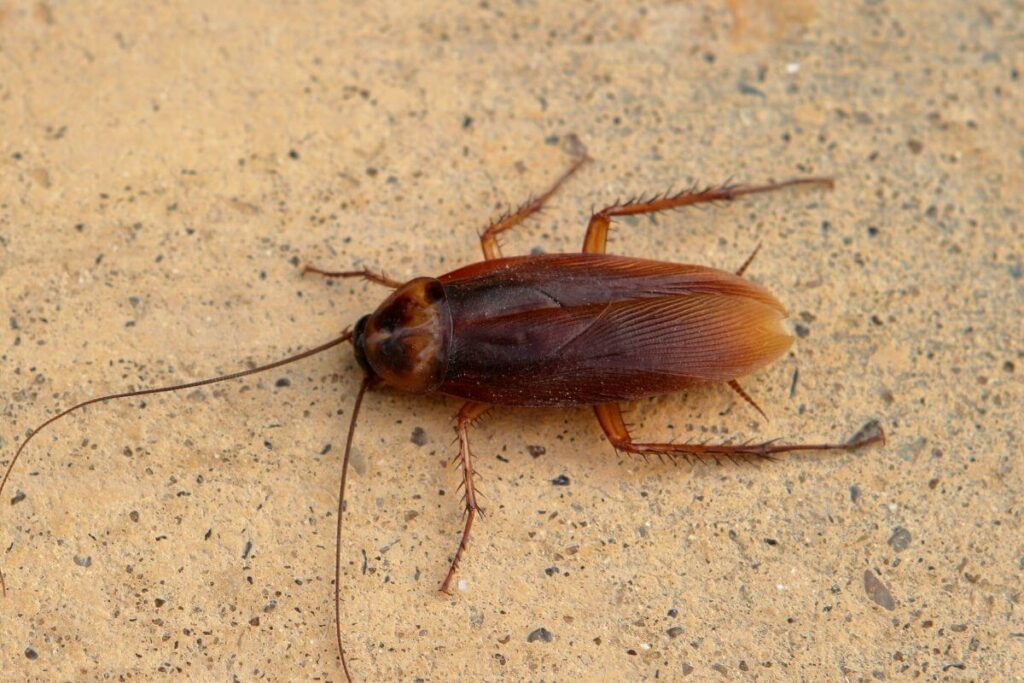 How To Get Roaches Out Of Refrigerator Motor