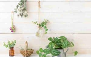 Best Hanging Plants In Kitchen