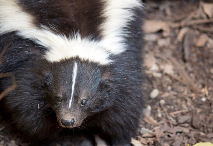7 Reasons Your House Smells Like Skunk But No Skunk!