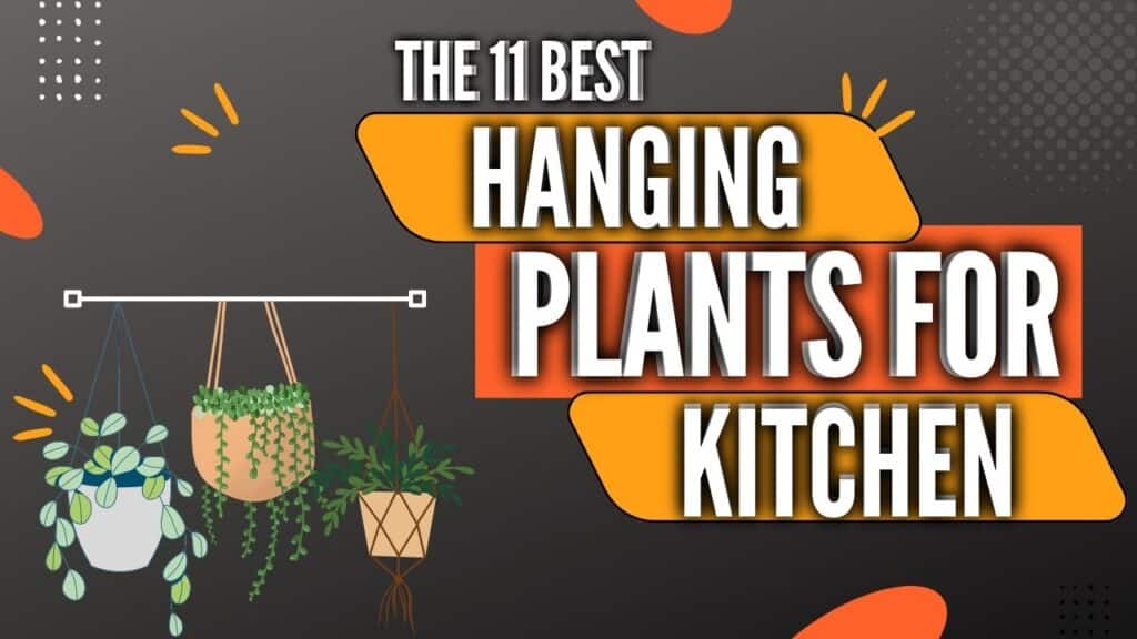 Best hanging plants for kitchen