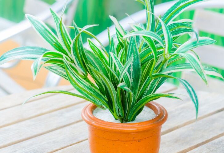 Do Fake Plants Attract Bugs? (Follow This & Get Rid Of Them)