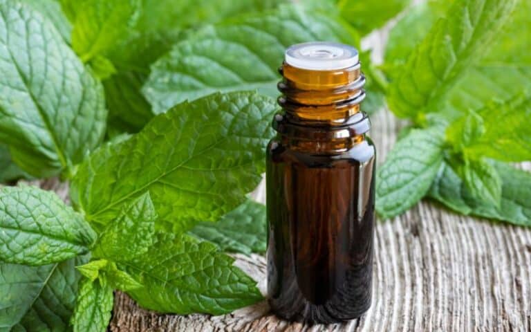 Is Peppermint Oil Safe for Grass