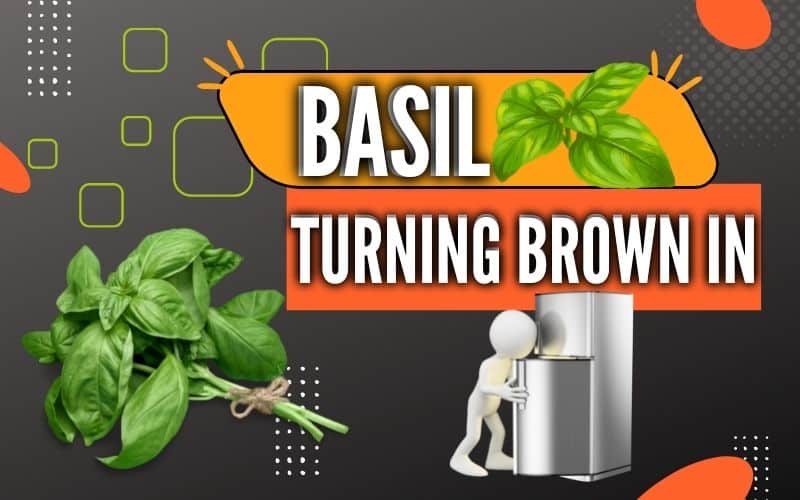 Basil turning brown in fridge
